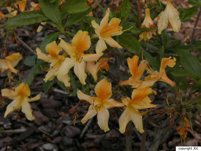 Rhododendron 'Hollandia' (Harde Gentse)