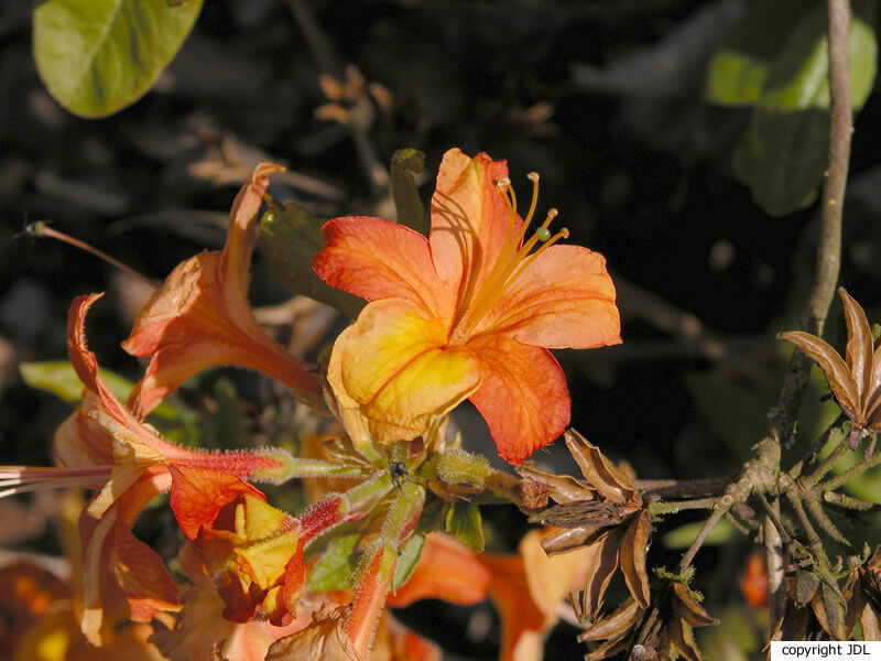 Rhododendron 'Orpheus' (Harde Gentse)