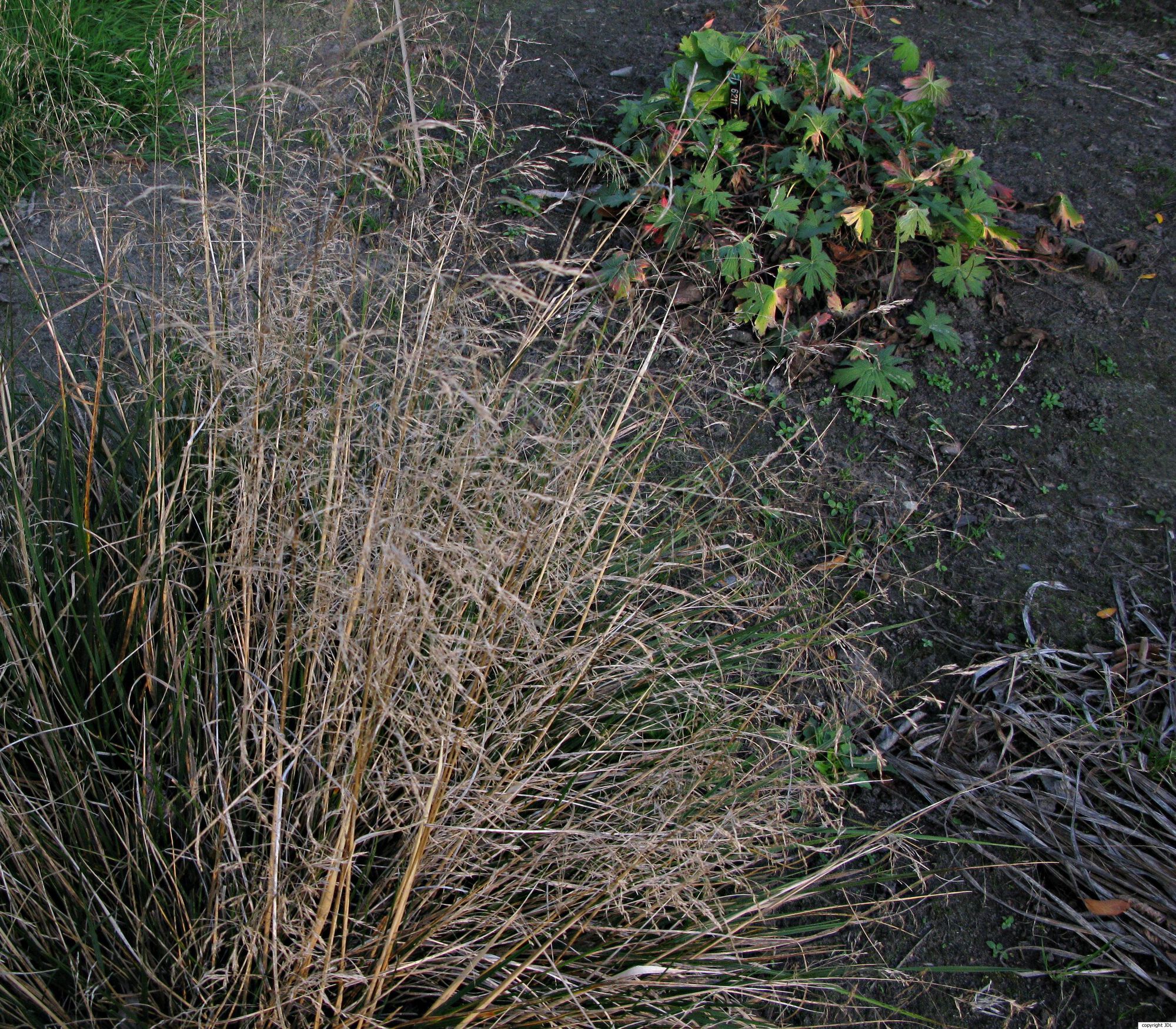 Deschampsia cespitosa (L.) P.Beauv. 'Golden Dew'