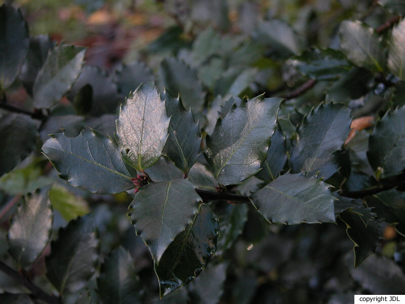 Ilex ×meserveae S.Y.Hu (I.aquifolium × I.rugosa)