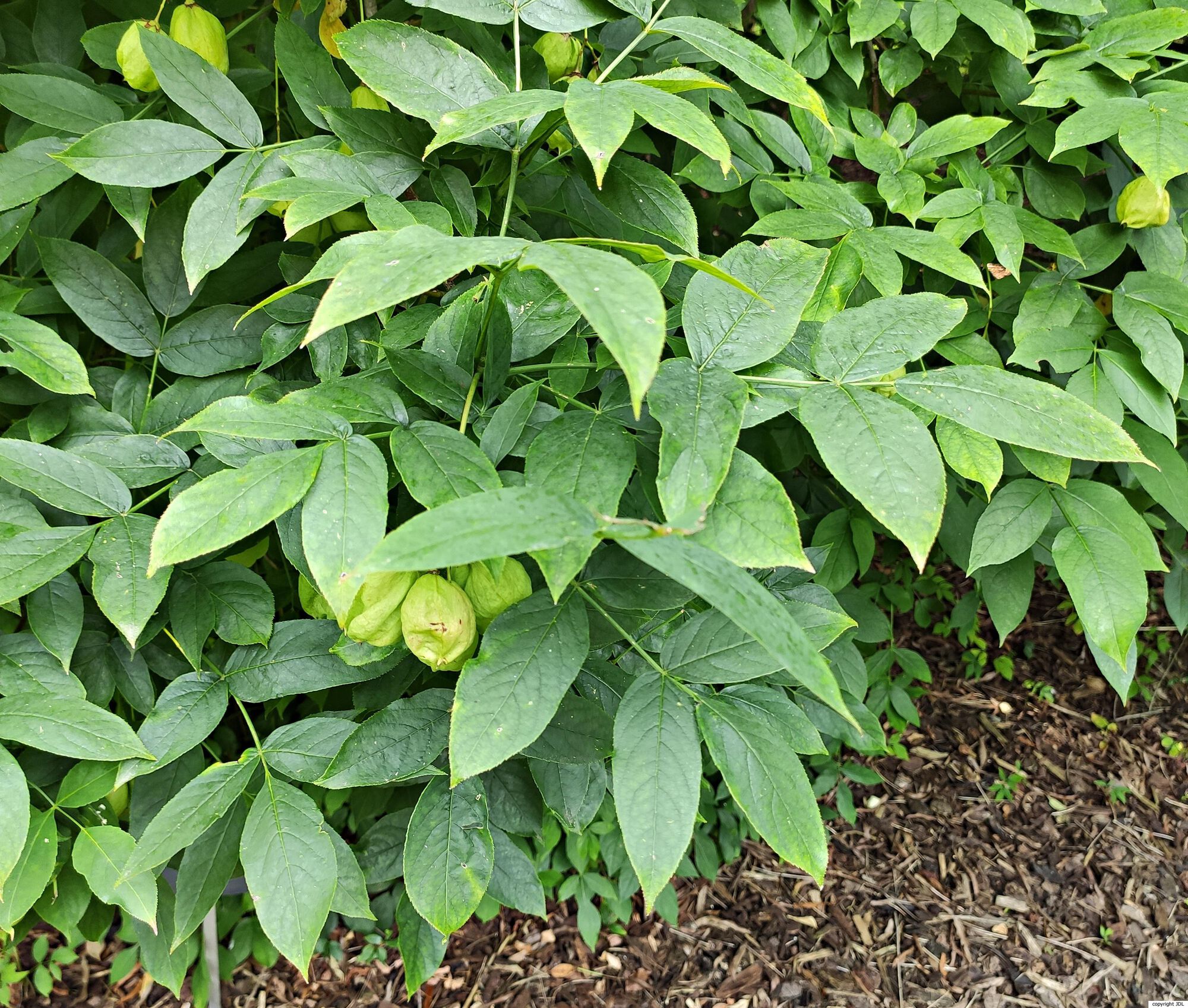 Staphylea colchica Stev.