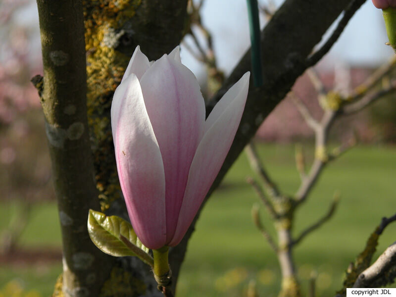 Magnolia 'Raspberry Ice' (Gresham hybrid)