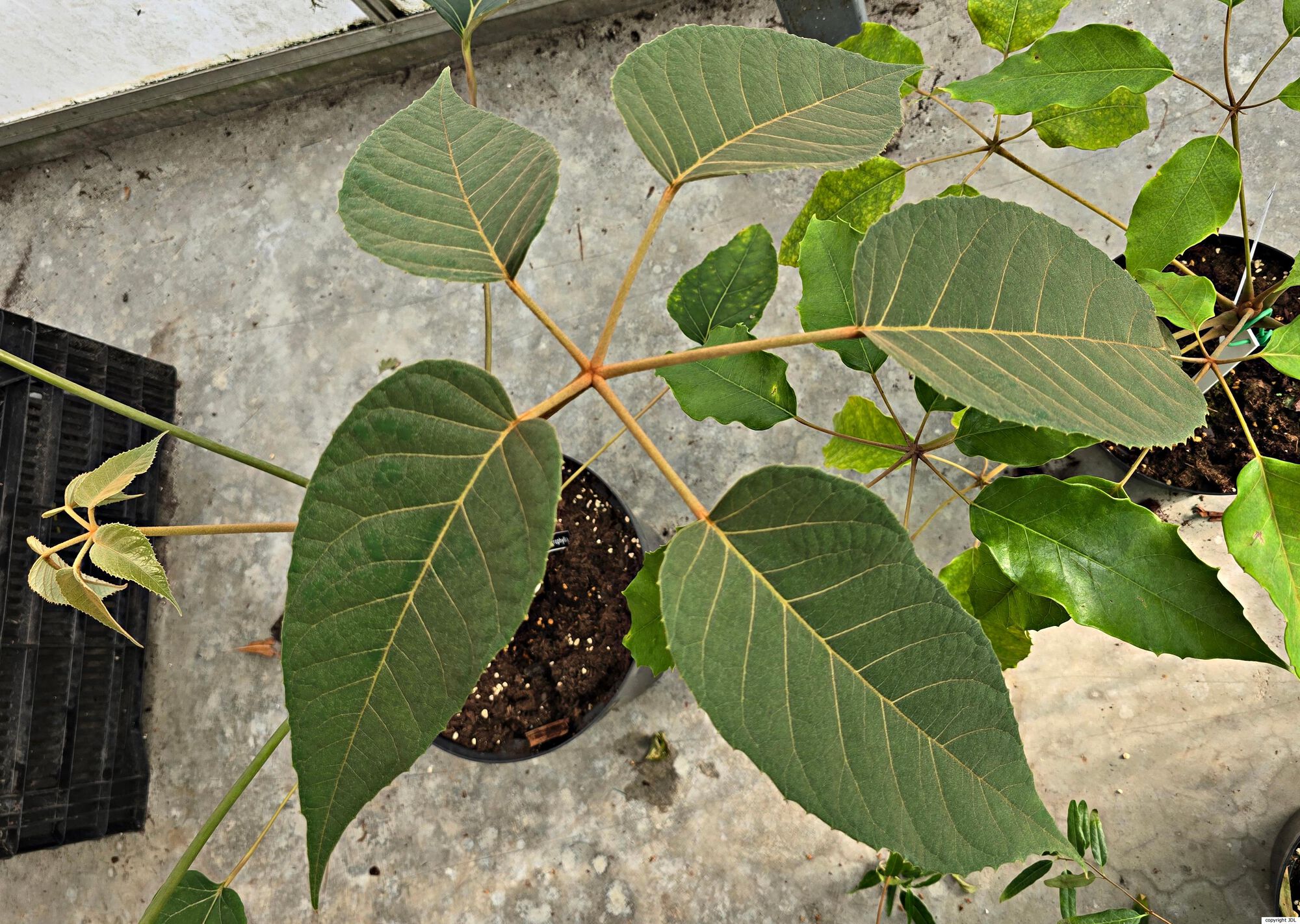 Heptapleurum macrophyllum Dunn