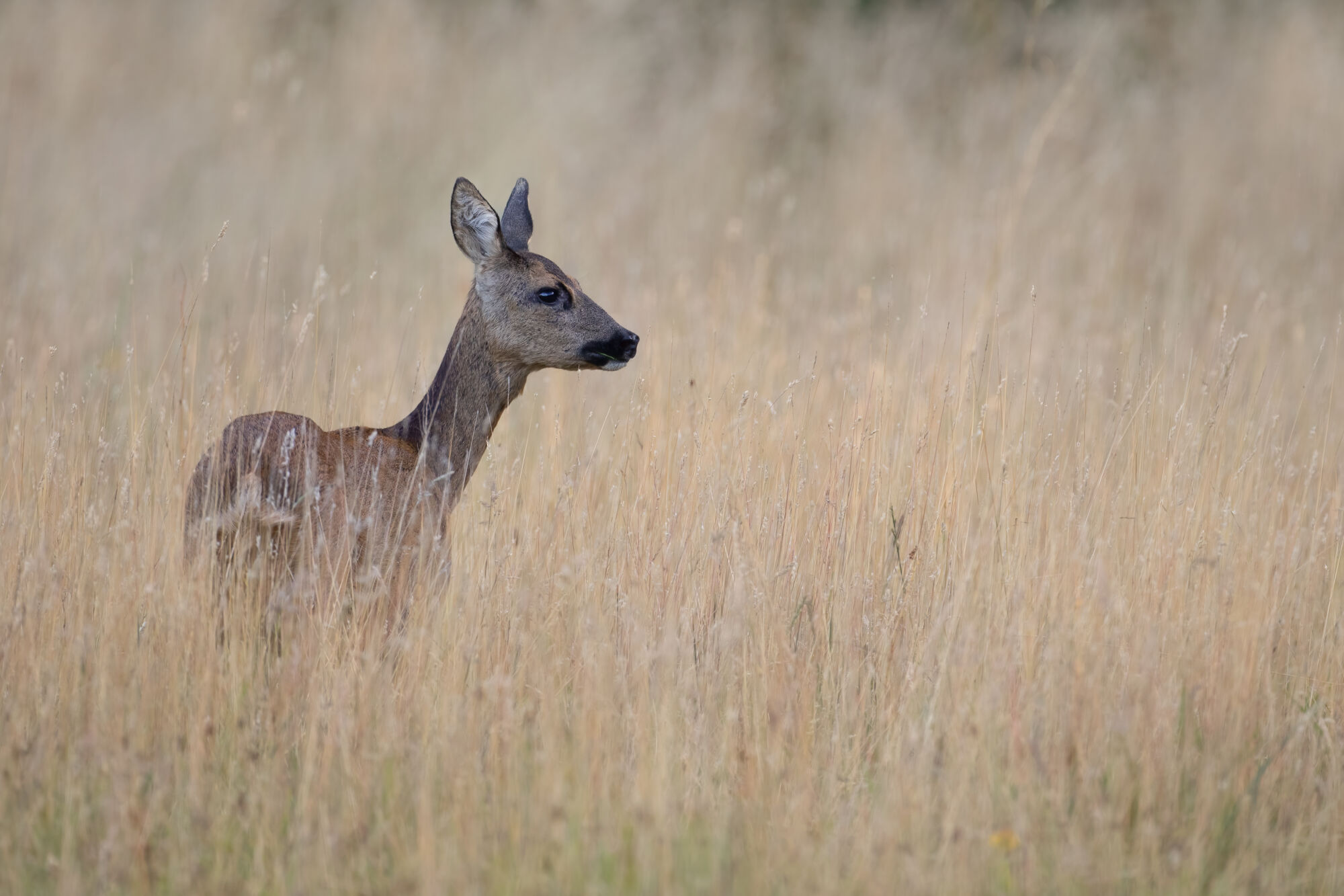 Capreolus capreolus (Linnaeus, 1758)