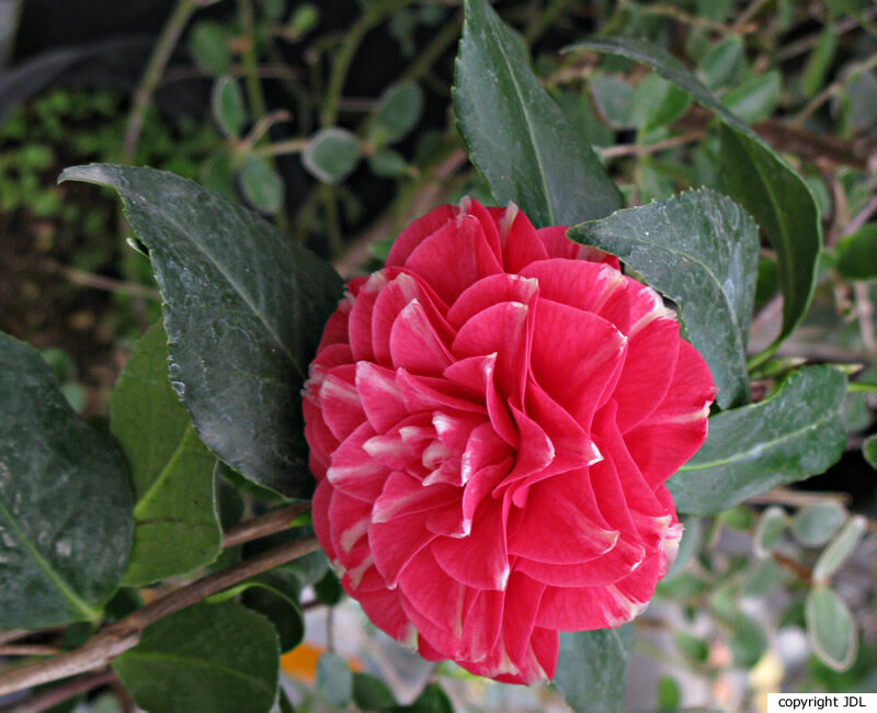 Camellia japonica L. 'Orandakô'