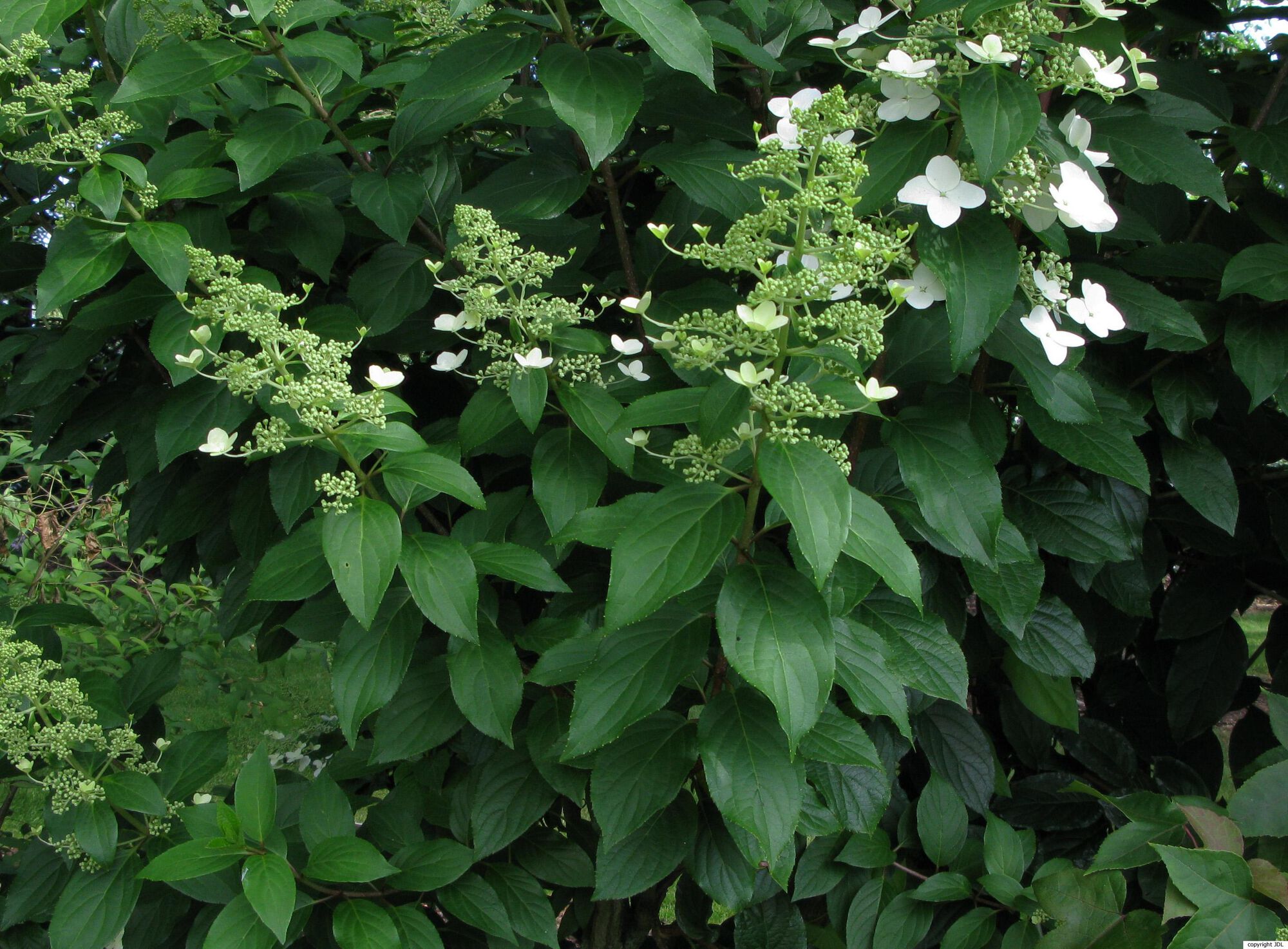 Hydrangea paniculata Siebold