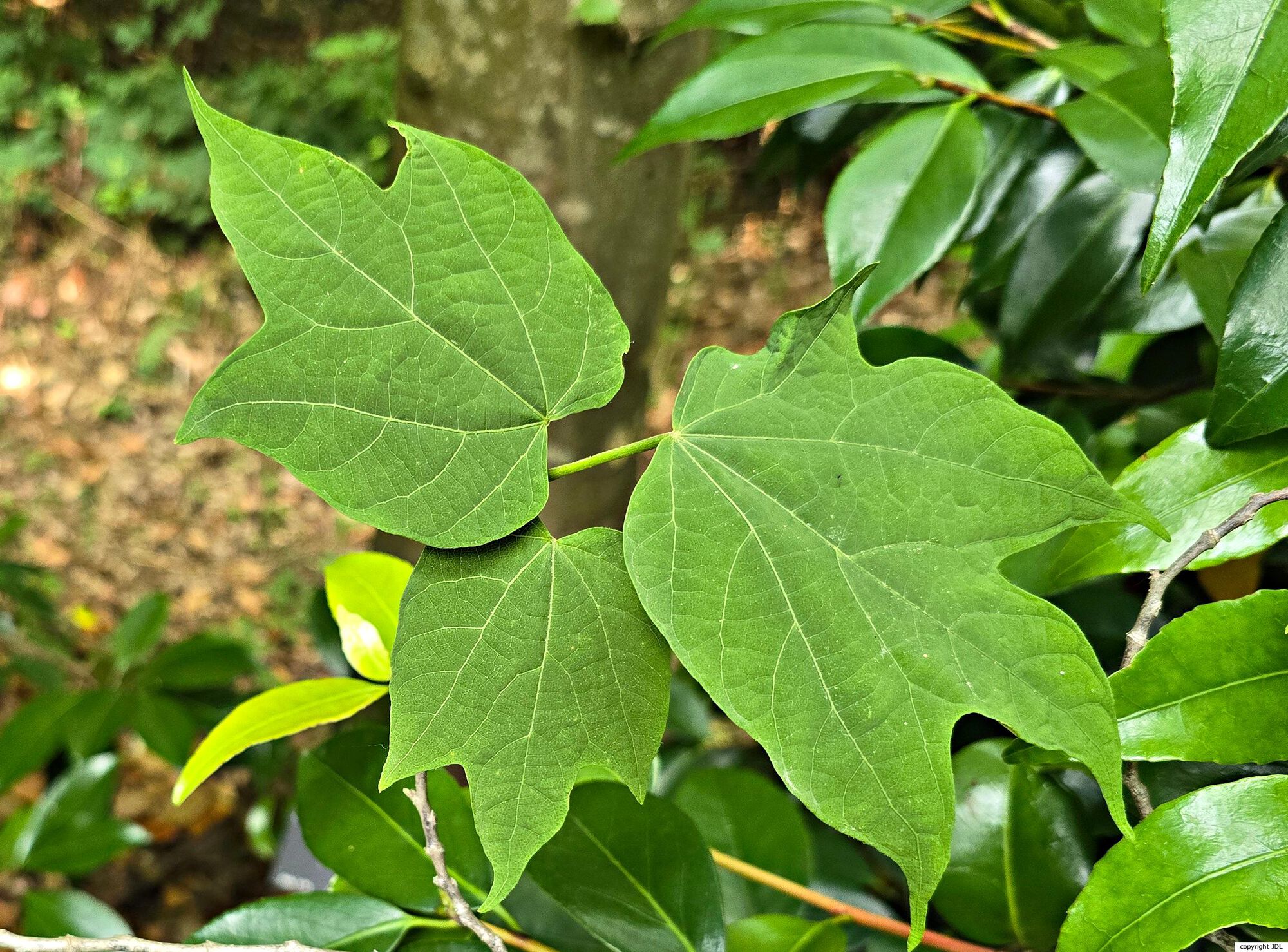 Alangium platanifolium (Siebold & Zucc.) Harms.