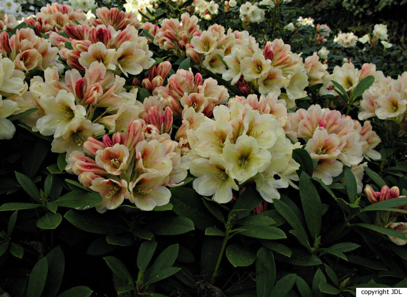 Rhododendron 'Schwefelblume' (R. yakushimanum hybrid)