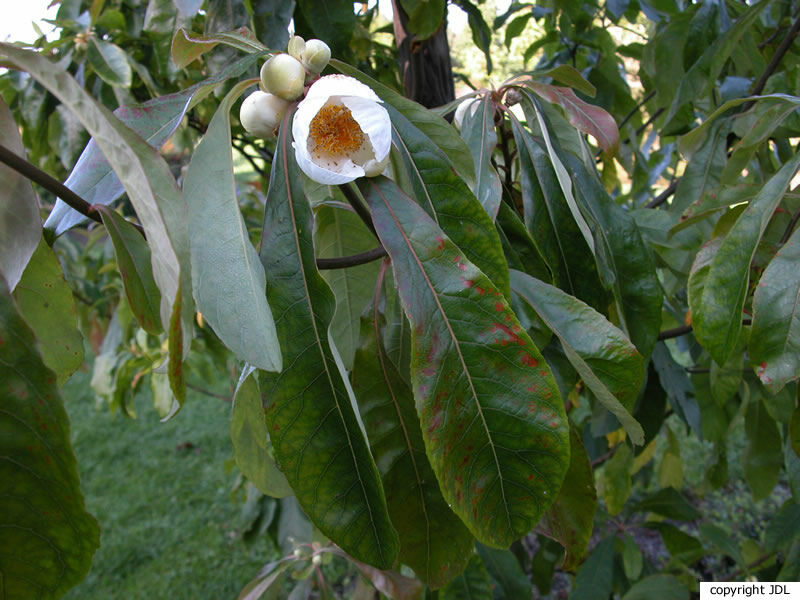 Franklinia alatamaha Marshall