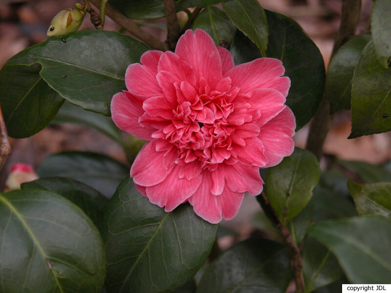 Camellia japonica L. 'Madame Martin Cachet'