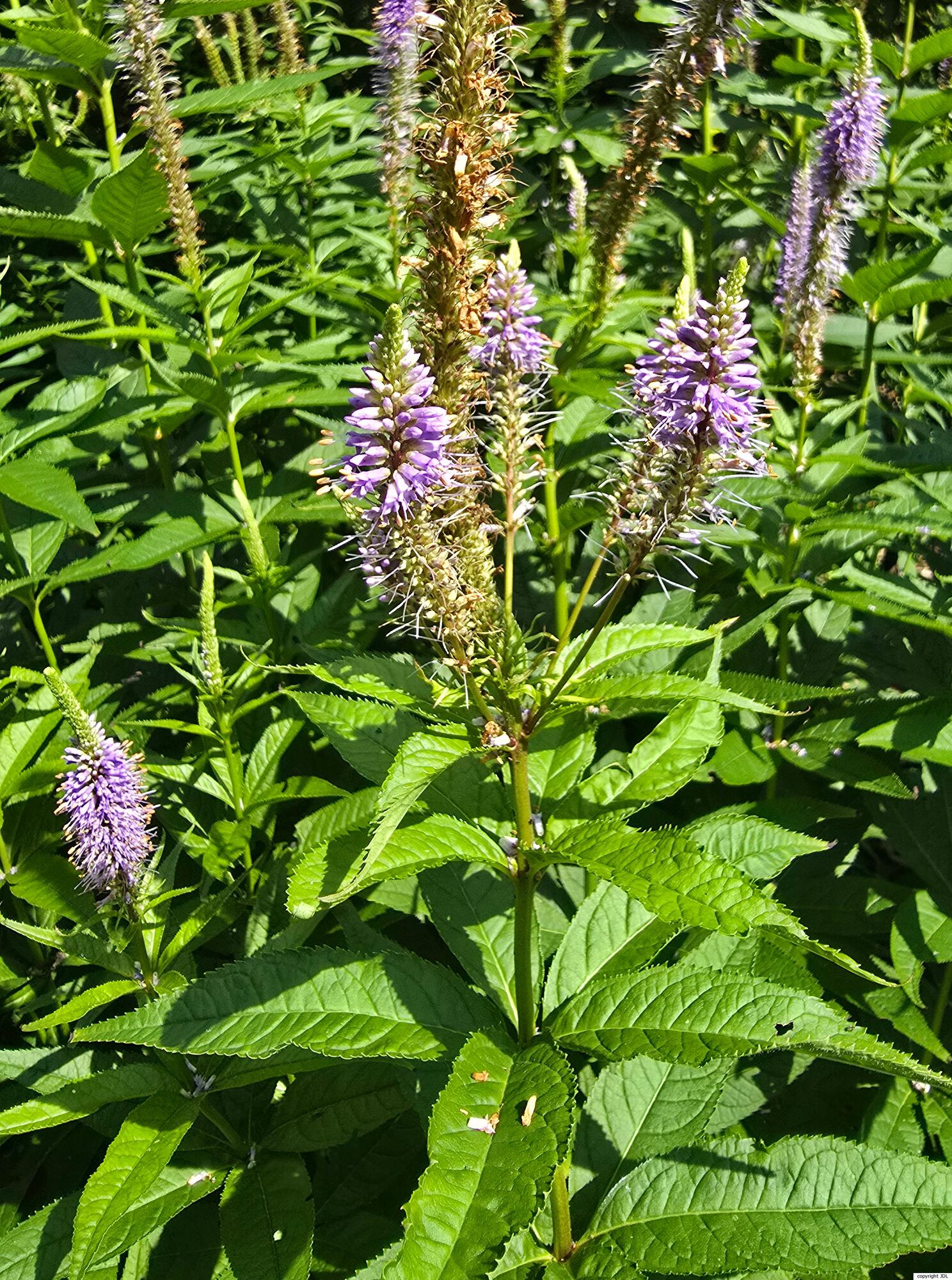 Veronicastrum