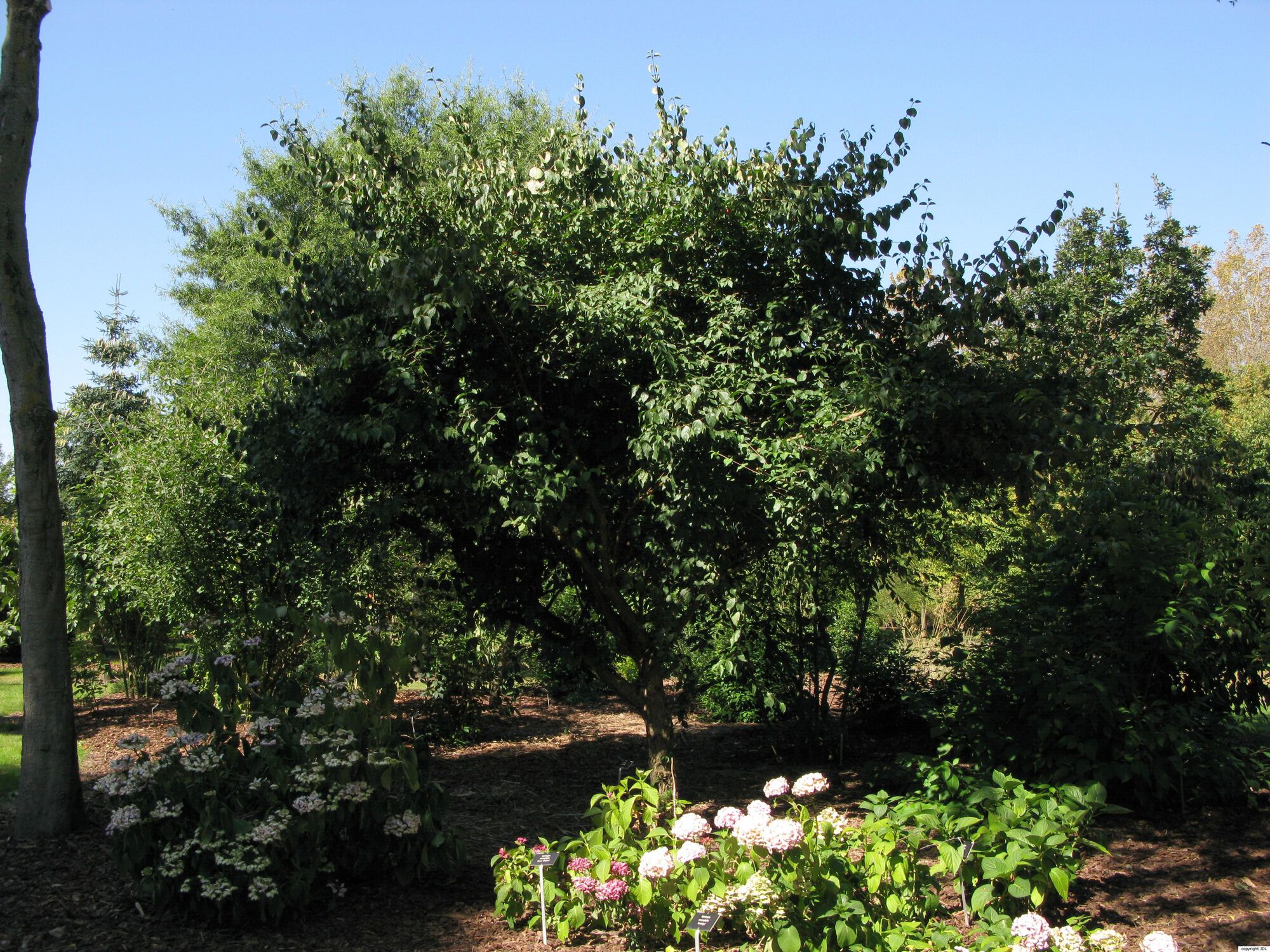 Cornus mas L.