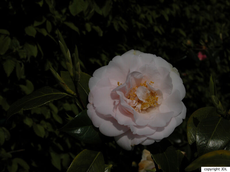 Camellia japonica L. 'Barbara Mary'