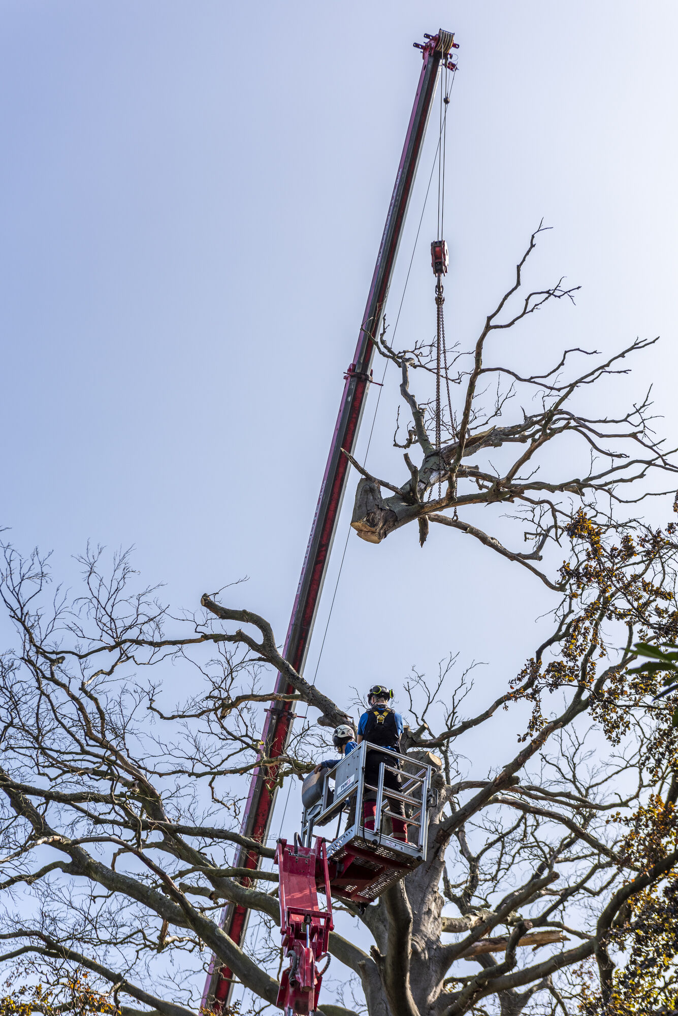 20200917 - entenproject solitaire bruine beuk 27.jpg