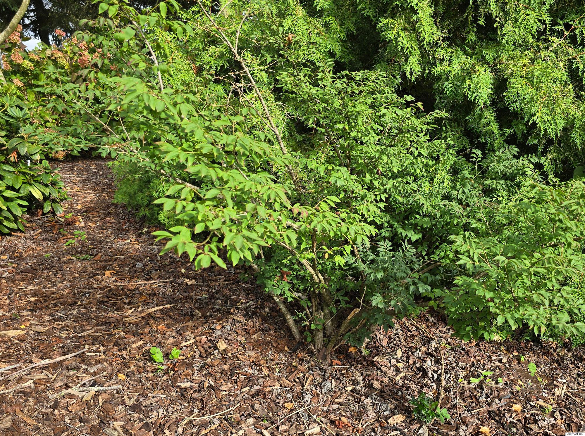 Euonymus alatus (Thunb.) Siebold 'Compactus'