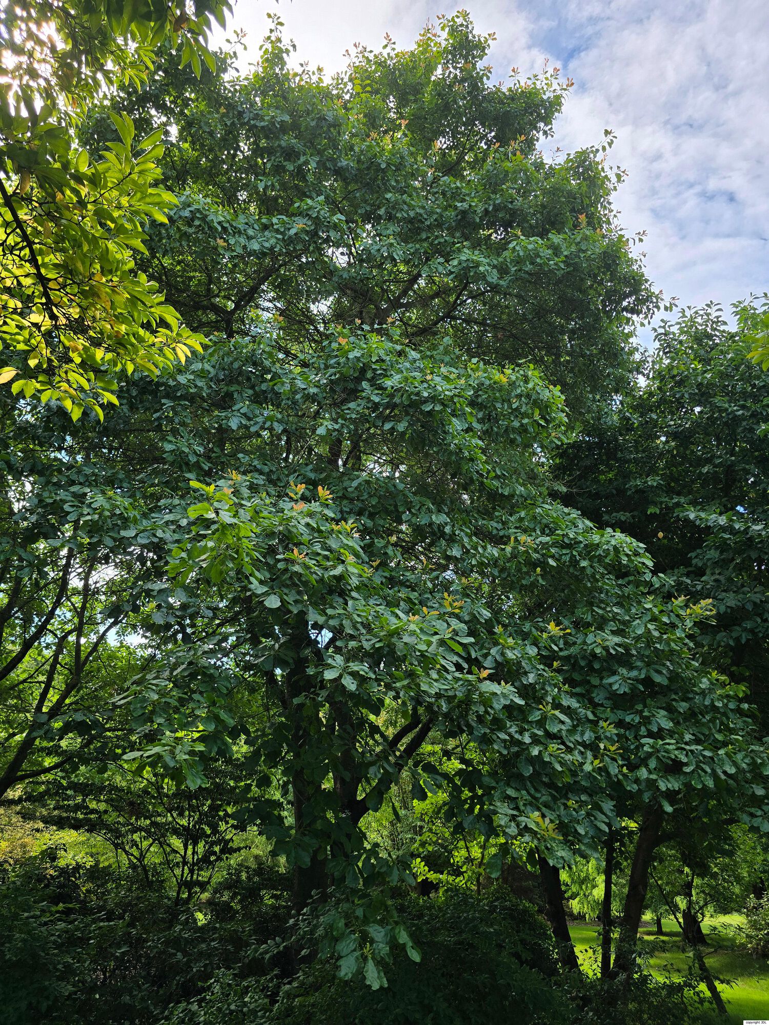 Quercus arkansana Sarg.