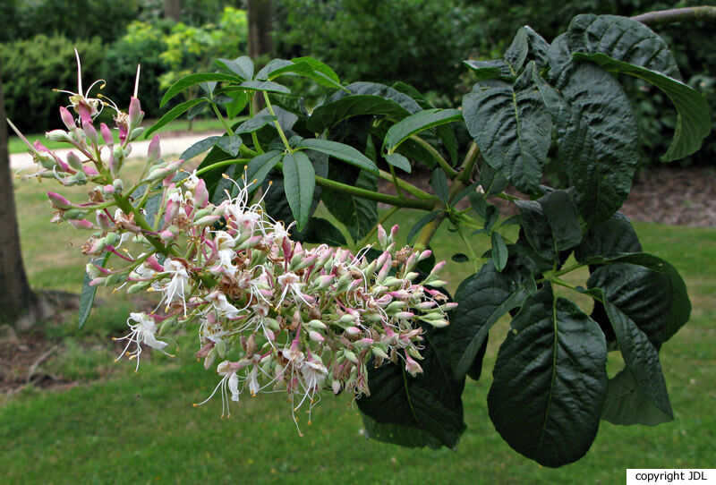 Aesculus californica (Spach) Nutt.