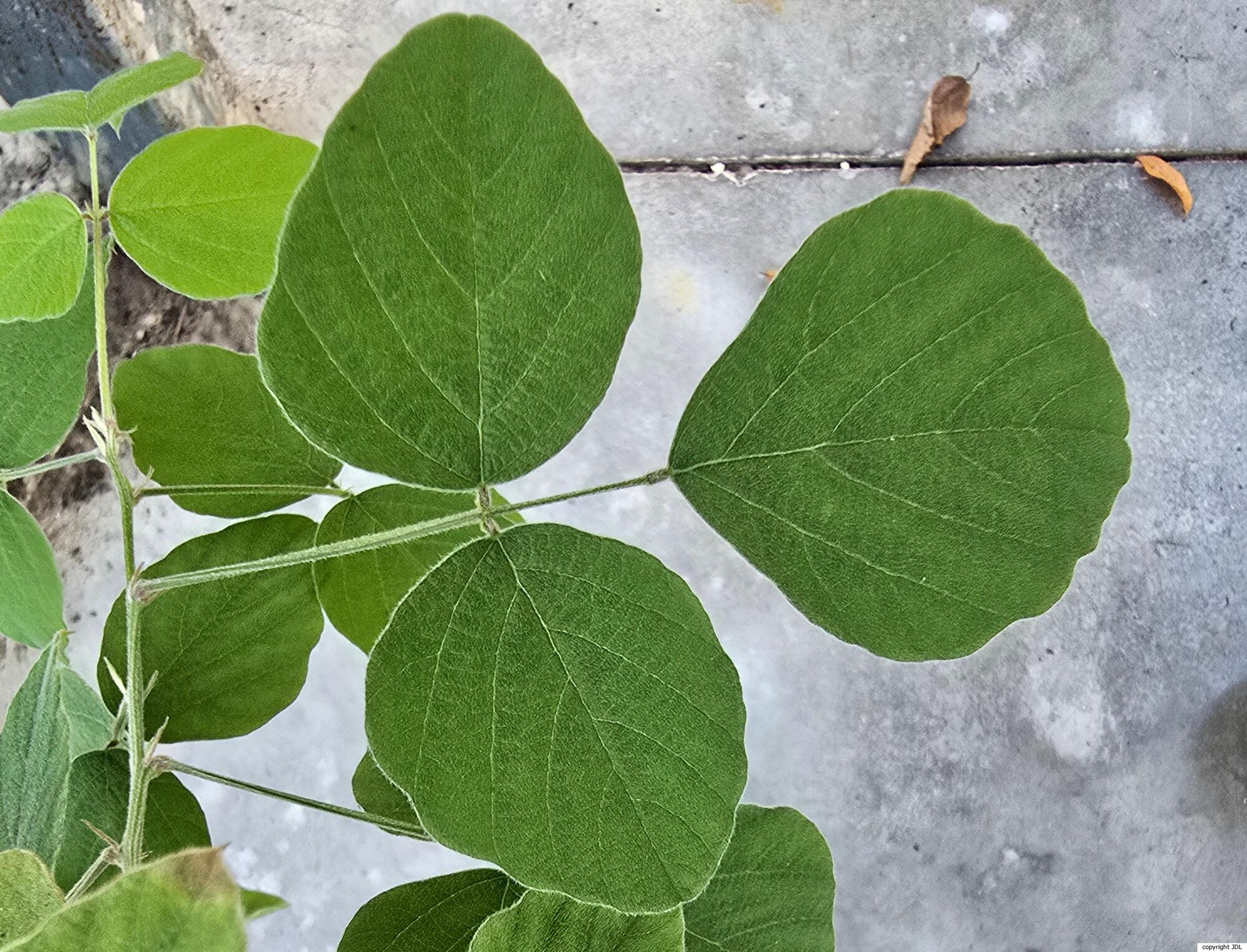 Puhuaea sequax (Wall.) H.Ohashi & K.Ohashi