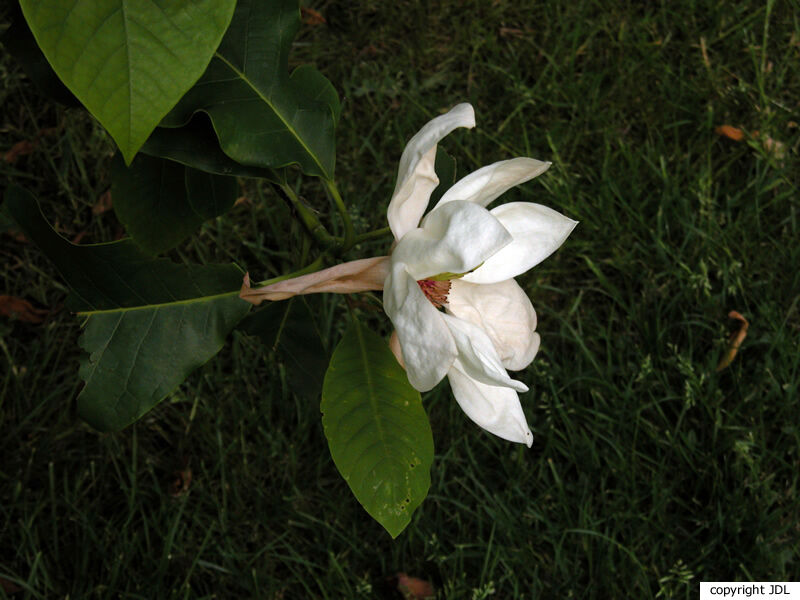 Magnolia 'Charles Coates' (M.sieboldii × M.tripetala)