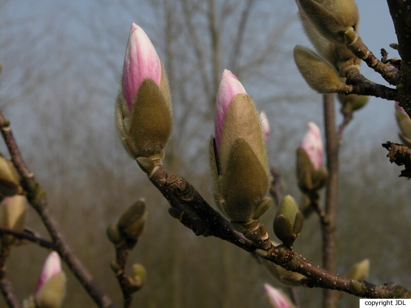 Magnolia 'Fragrant Cloud'