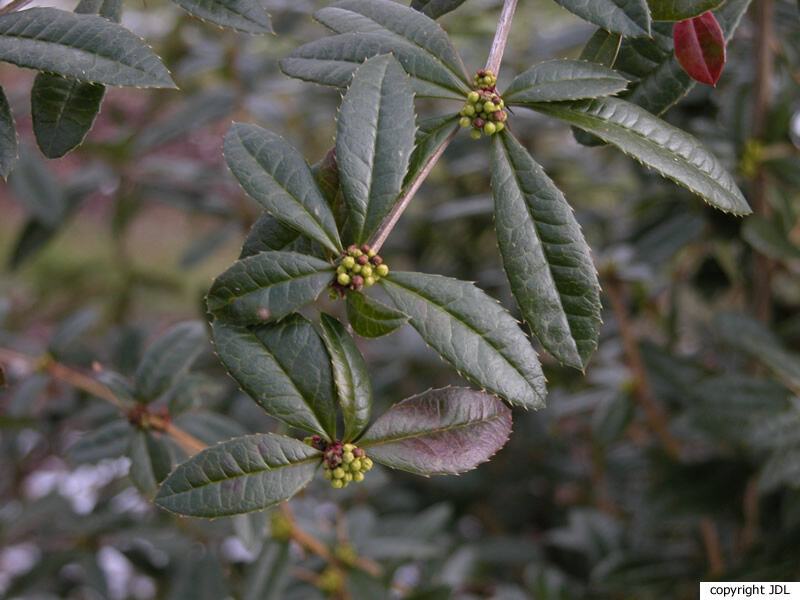 Berberis julianae CK.Schneid.