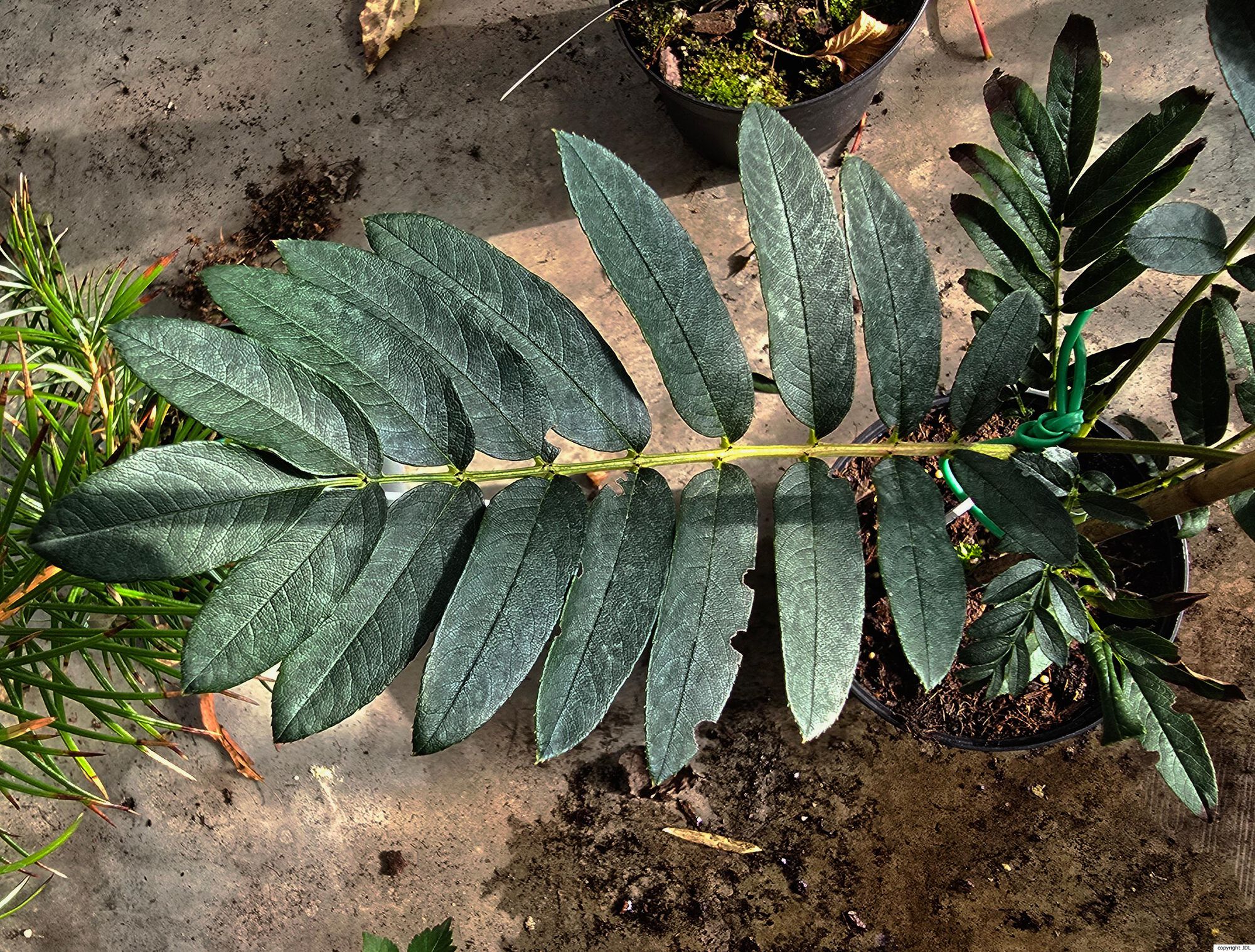 Sorbus keenanii Rushforth