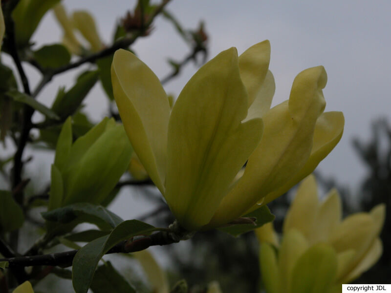 Magnolia 'Sunray' (M.'Sundance' seedling)