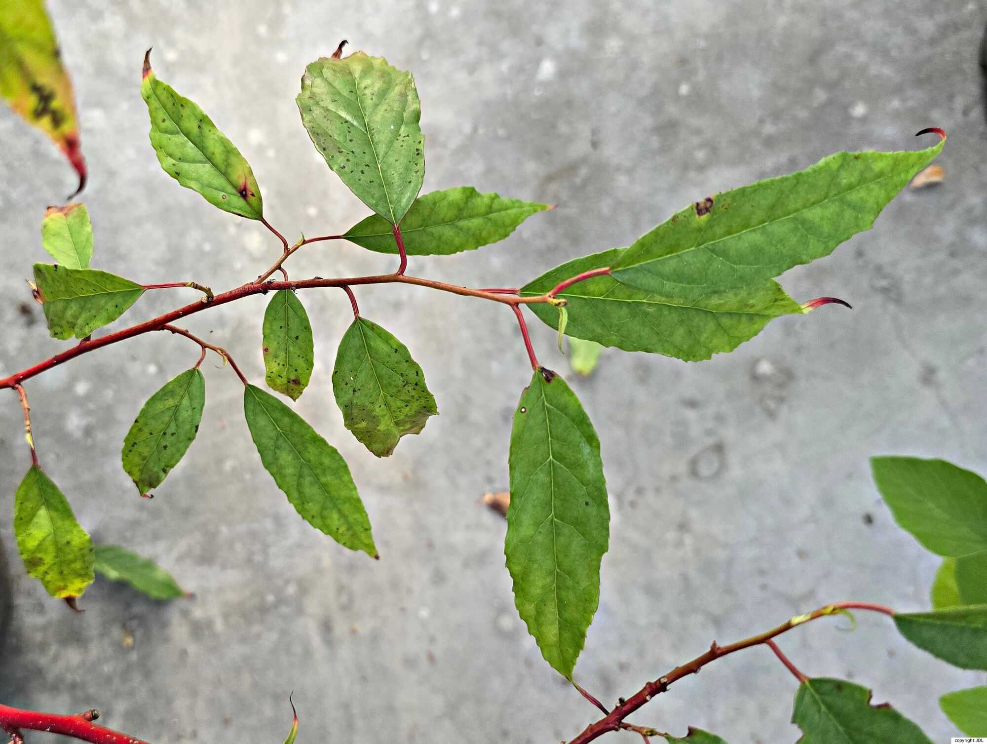 Perrottetia racemosa (Oliv.) Loes.