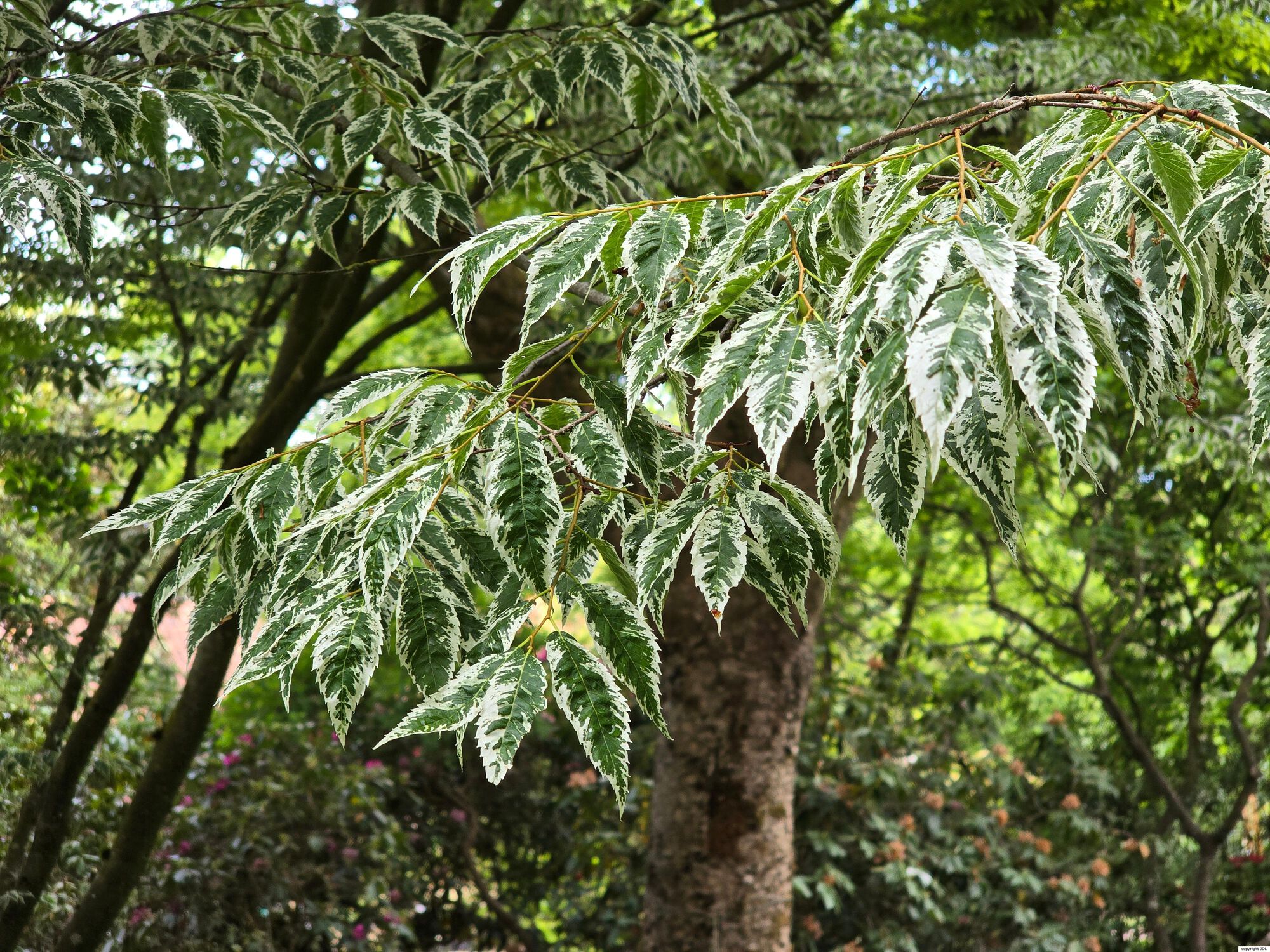 Zelkova serrata (Thunb.) Makino 'Variegata'