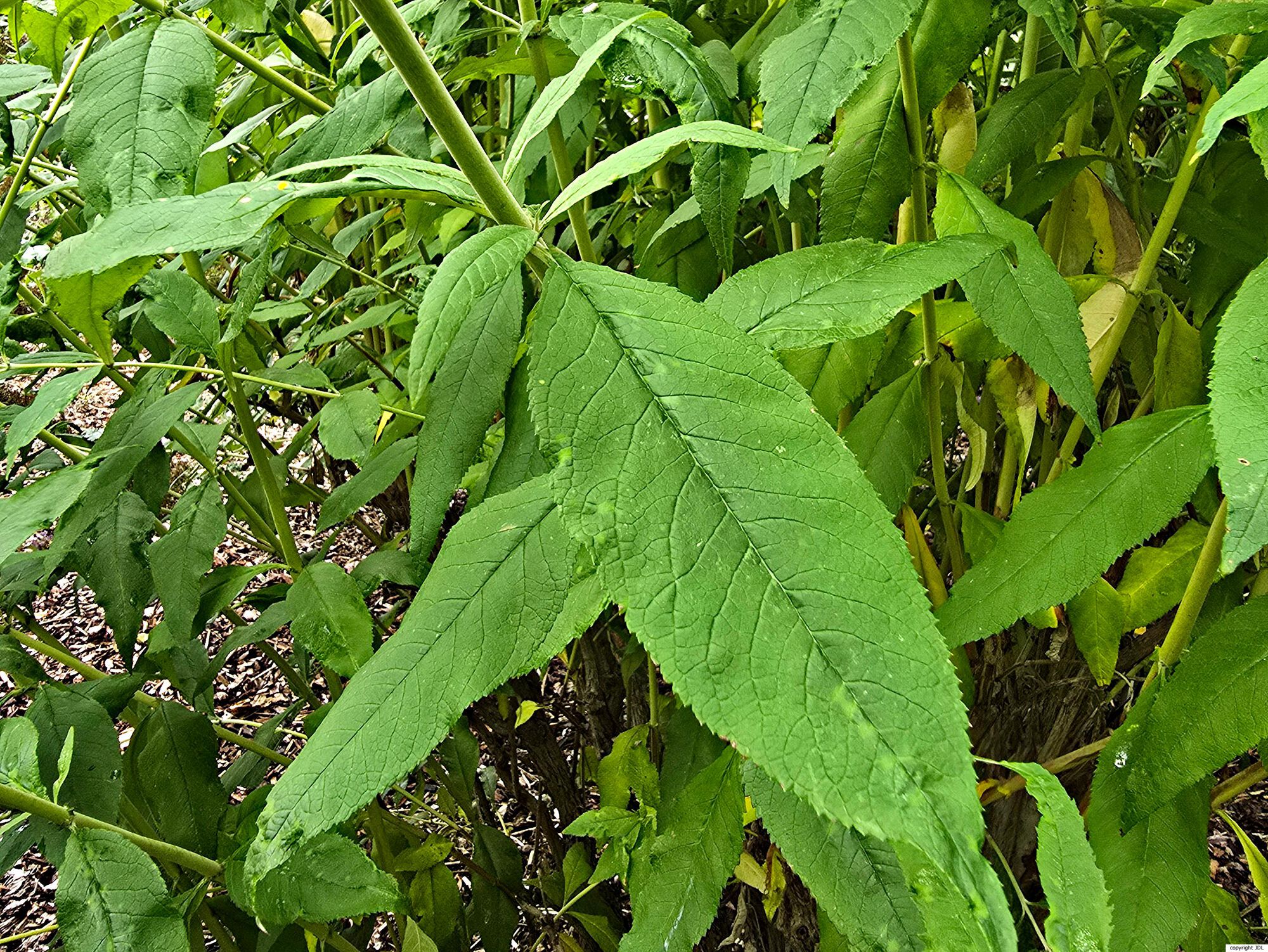 Buddleja