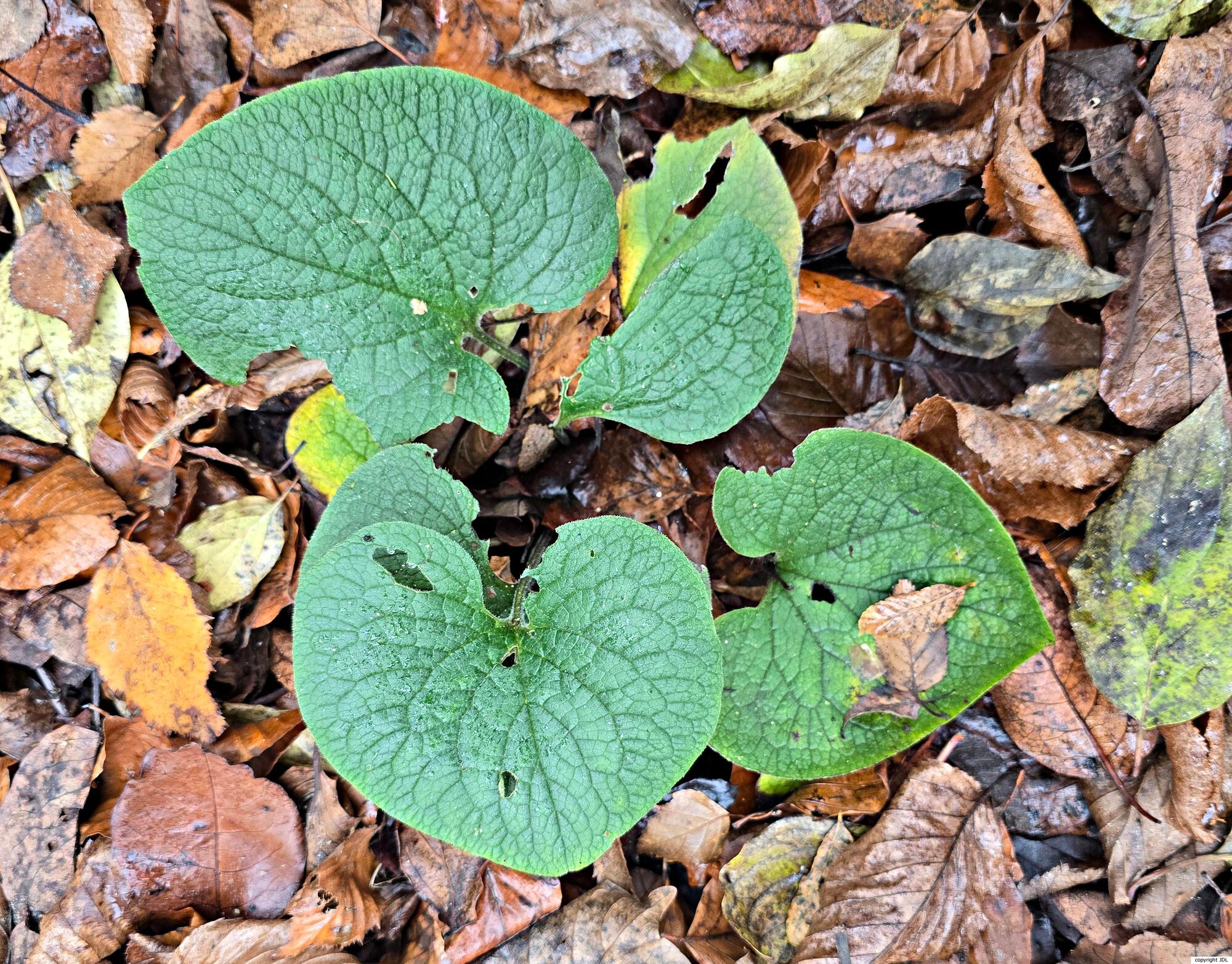 Brunnera macrophylla (Adams) I.M.Johnst.