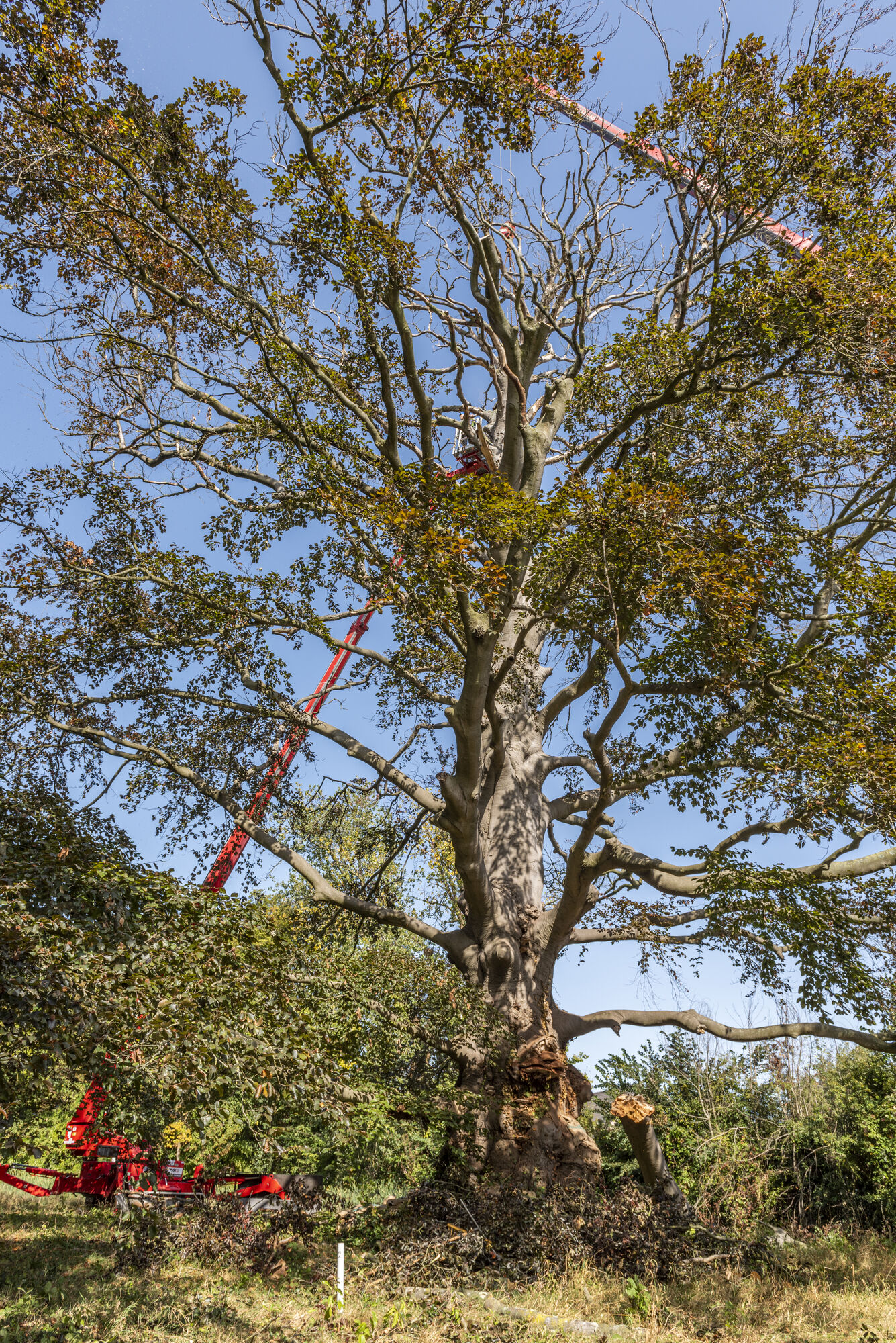 20200917 - entenproject solitaire bruine beuk 16.jpg
