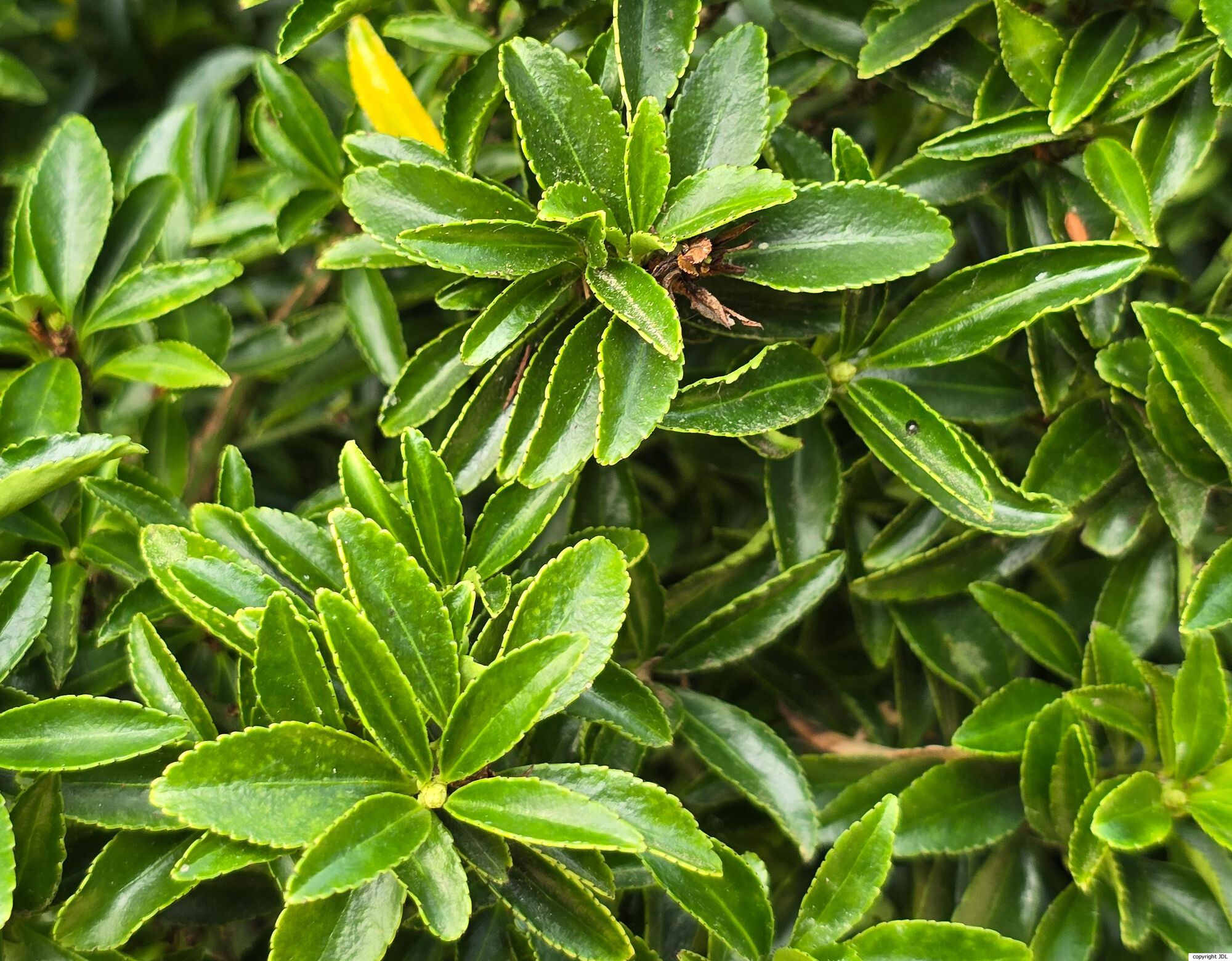 Euonymus japonicus Thunb. Microphyllus Group