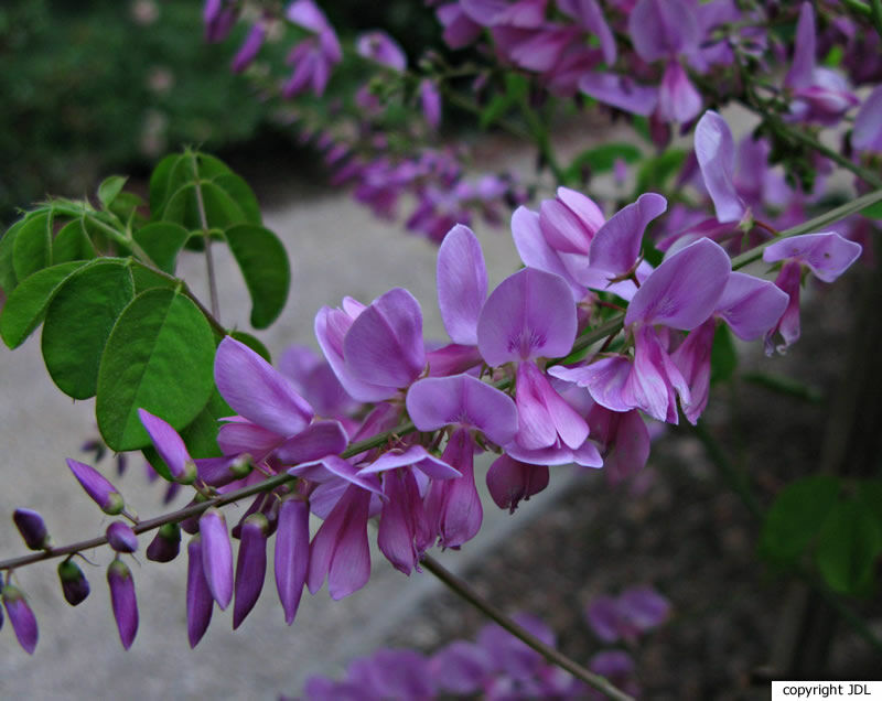 Indigofera fortunei Craib