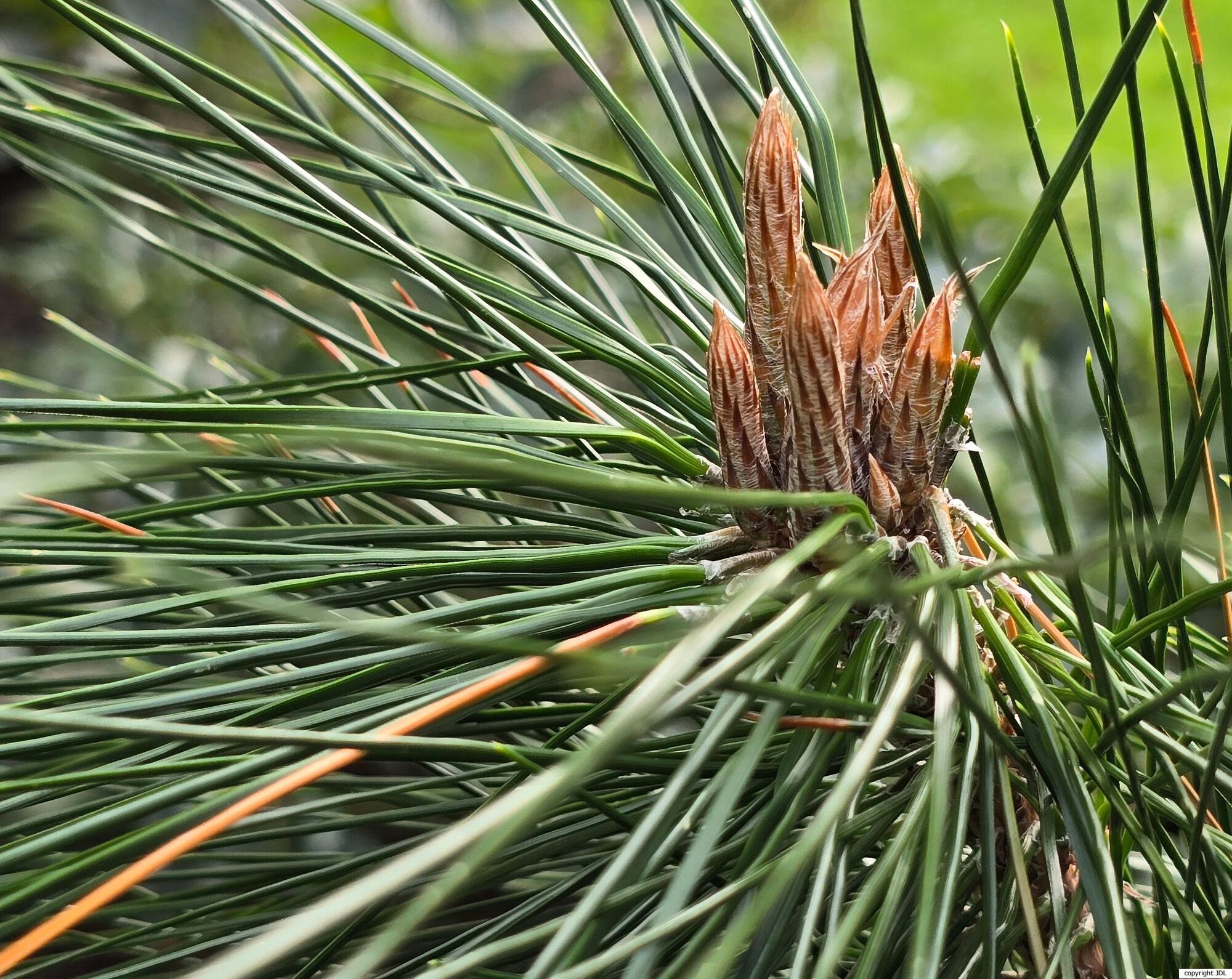 Pinus hwangshanensis W.Y.Hsia