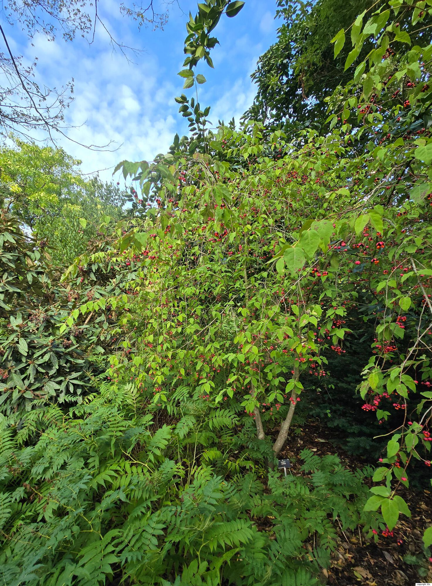 Euonymus oxyphyllus Miq.