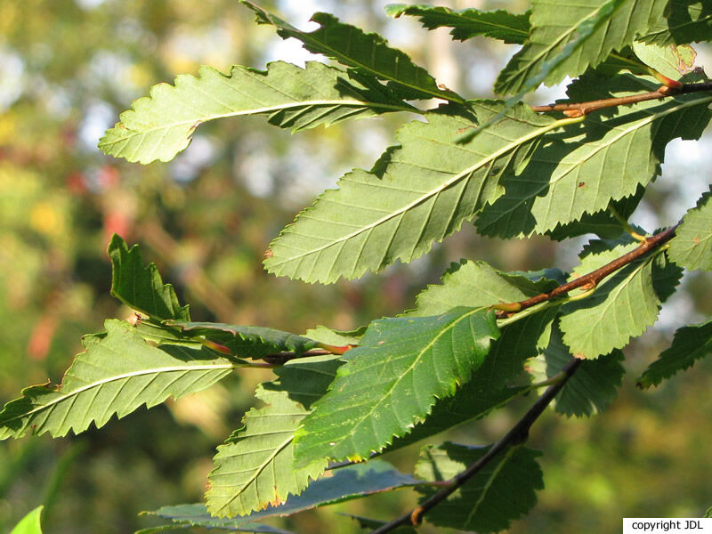 Nothofagus obliqua (Mirb.) Oerst.