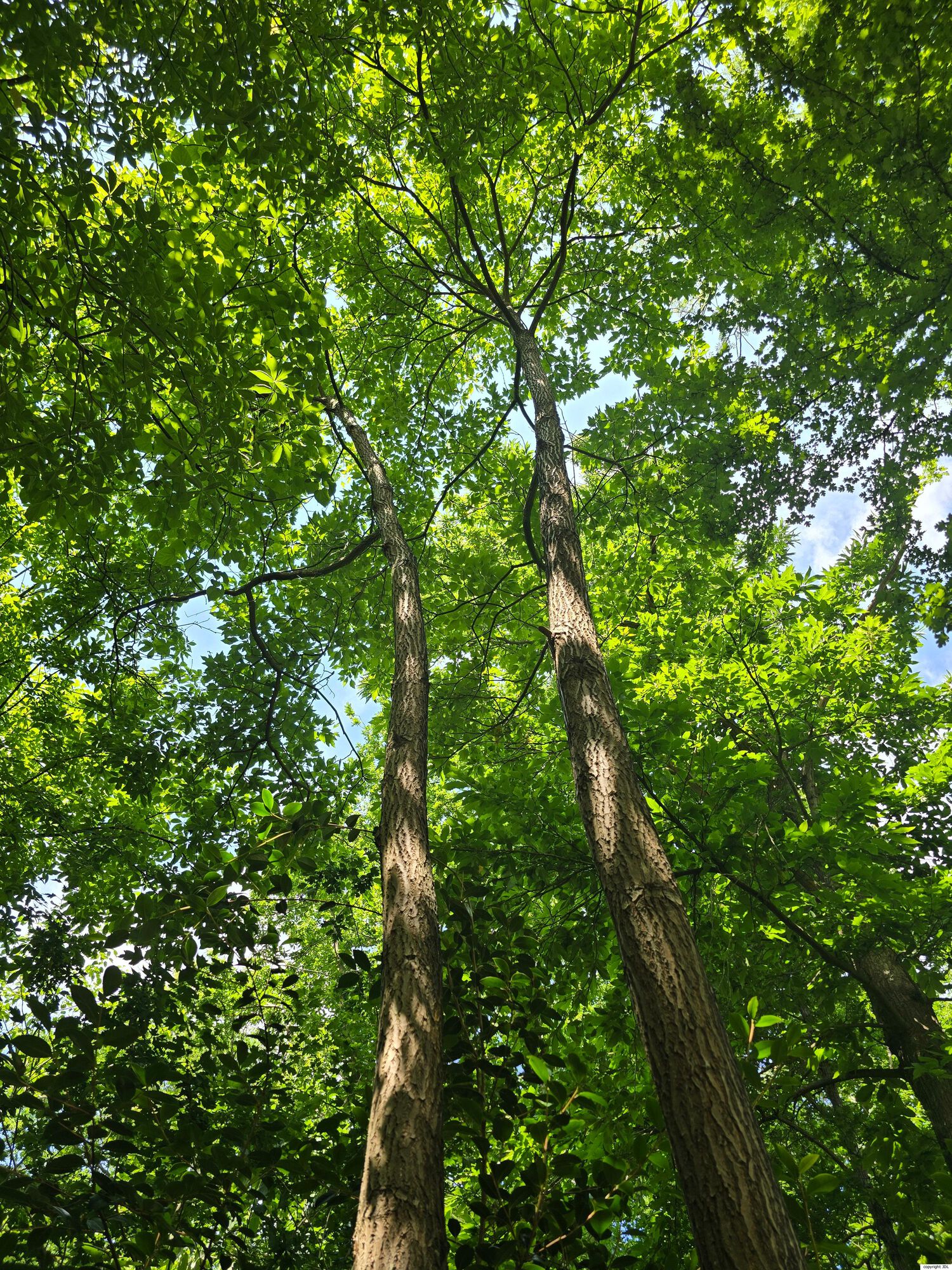 Sassafras tzumu (Hemsl.) Hemsl.