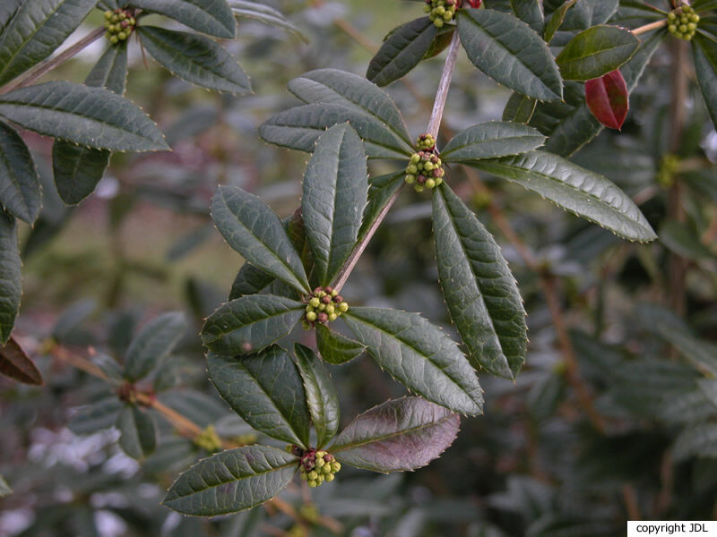 Berberis julianae CK.Schneid.