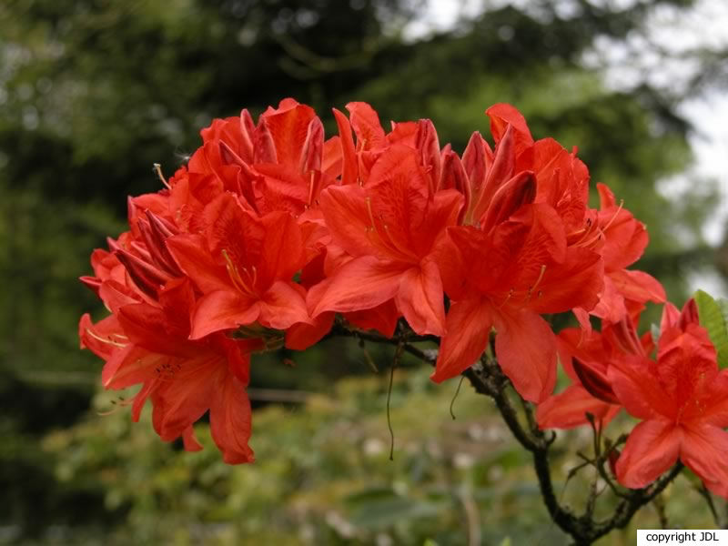 Rhododendron 'Koster's Brilliant Red' (R. molle hybrid)