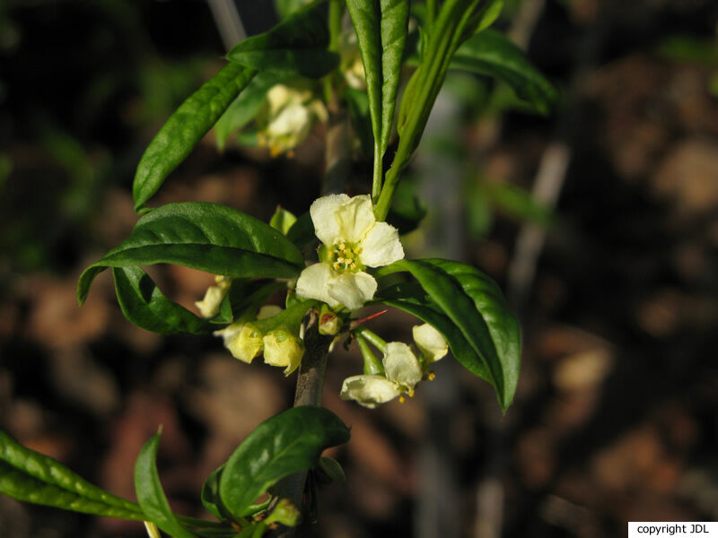 Prinsepia sinensis (Oliv.) Oliv.