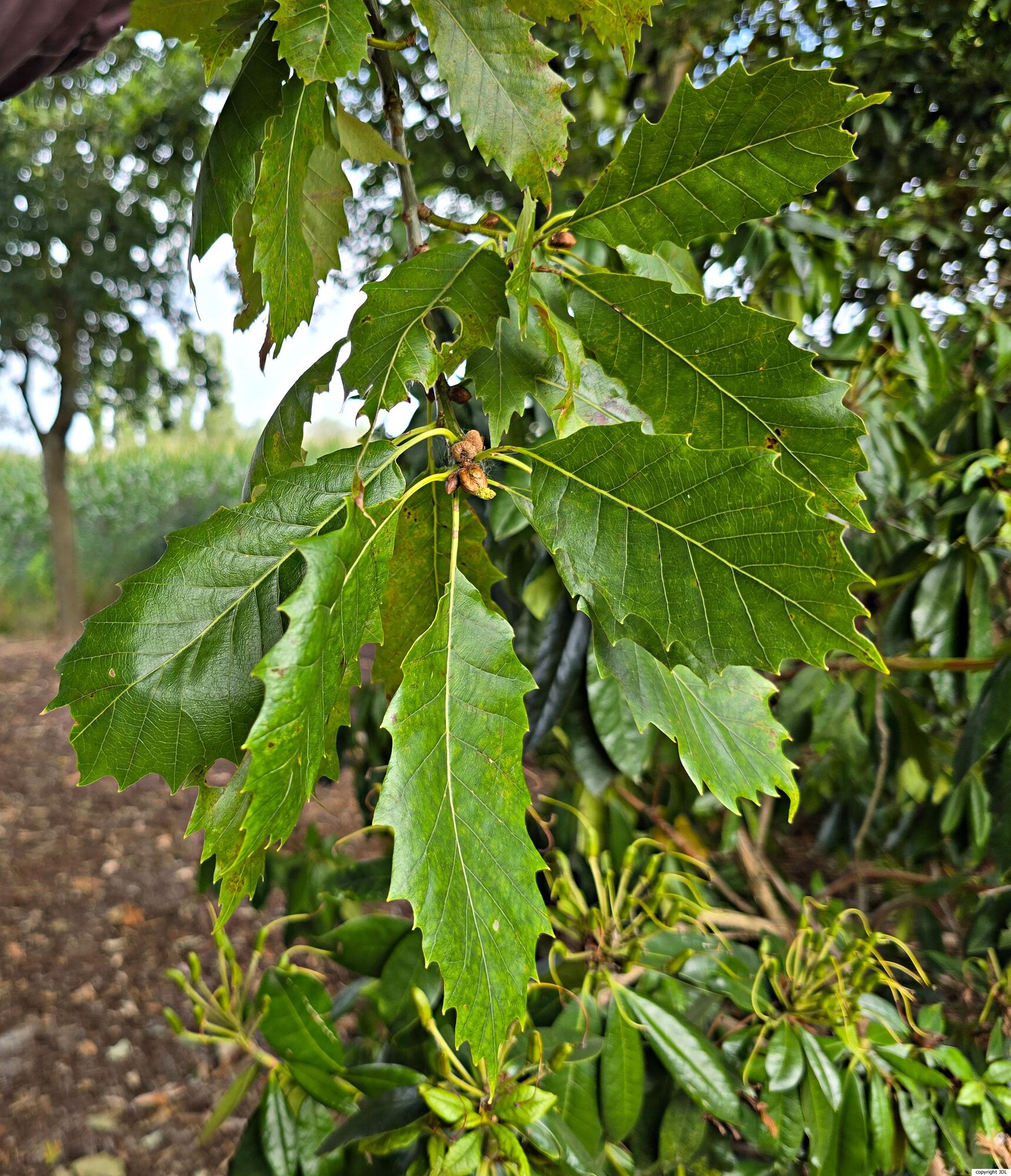Quercus muehlenbergii Engelm.