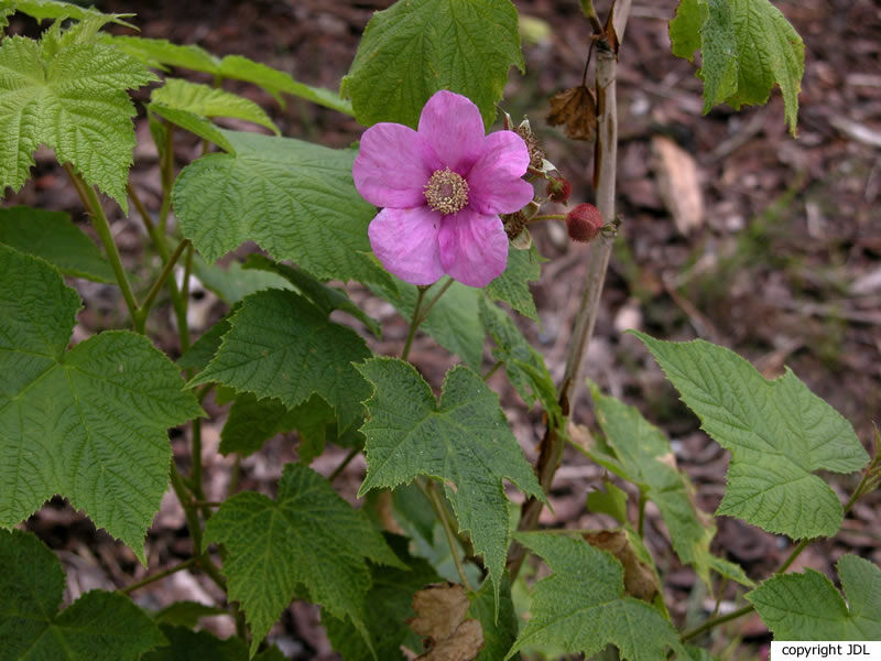 Rubus odoratus L.