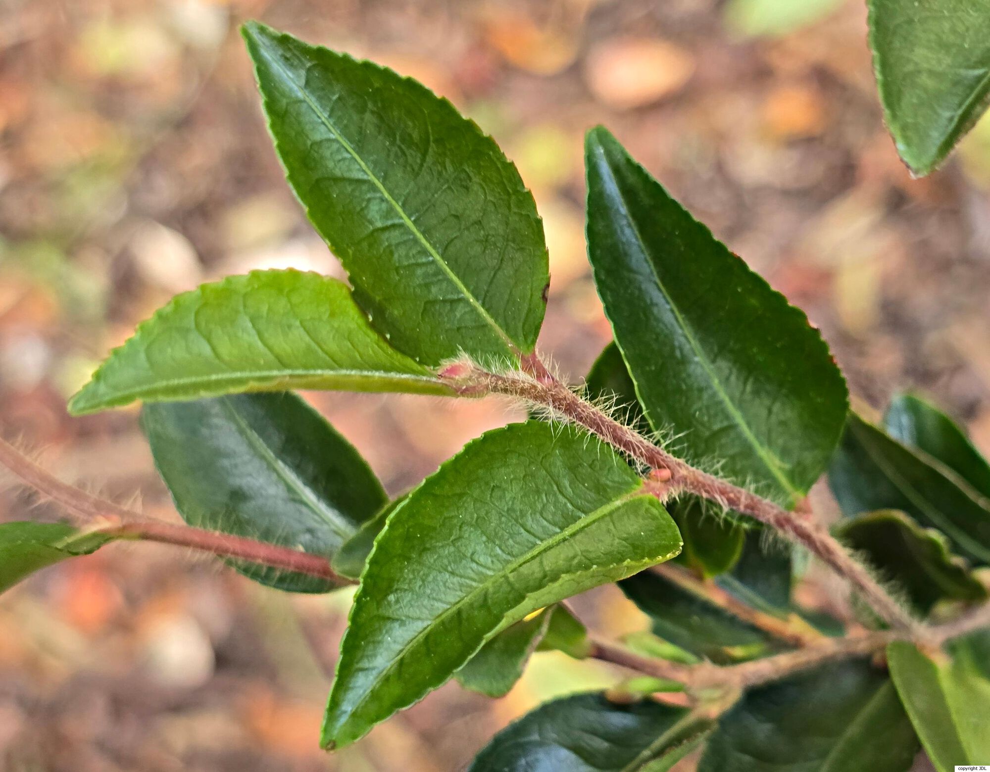 Camellia lutchuensis T.Itô var. lutchuensis