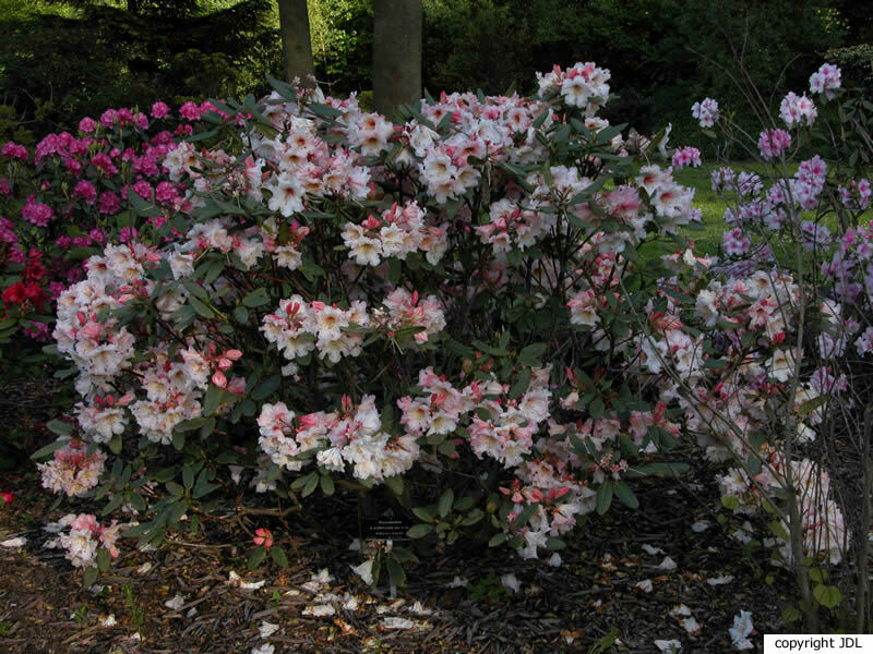 Rhododendron ×erythrocalyx Balf.f. & Forrest (R. selense × R. wardii)