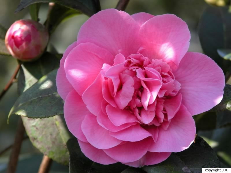 Camellia ×williamsii W.W.Sm. 'Debbie' (C.japonica × C.saluenensis)