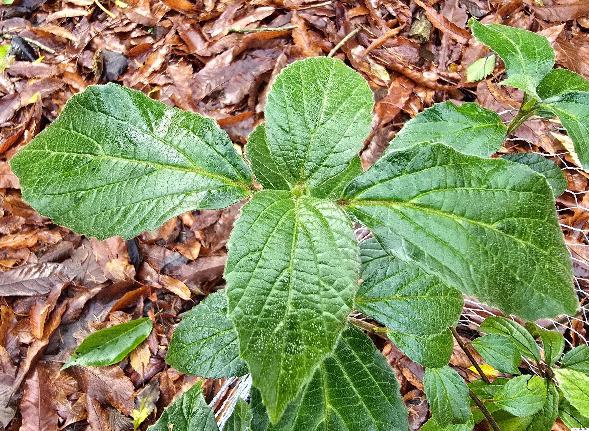 Viburnum hoanglienense J.M.H.Shaw, Wynn-Jones & V.D.Nguyen