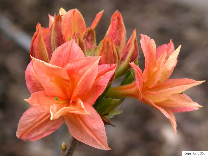 Rhododendron 'Murillo' (Harde Gentse/Rustica)