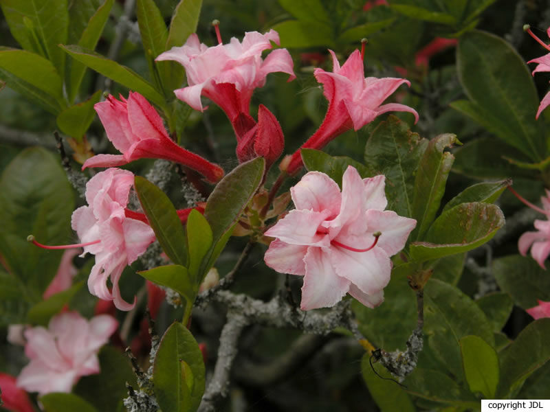 Rhododendron 'Corneille' (Harde Gentse/Rustica)