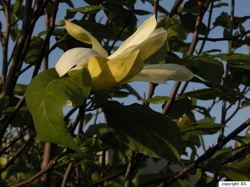 Magnolia 'Gold Crown' (M. ×brooklynensis 'Woodsman' × M.'Sundance')